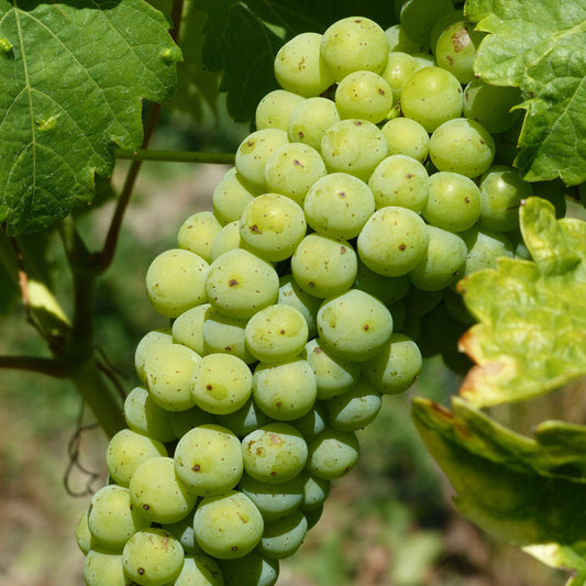 Fiano grapevines for sale