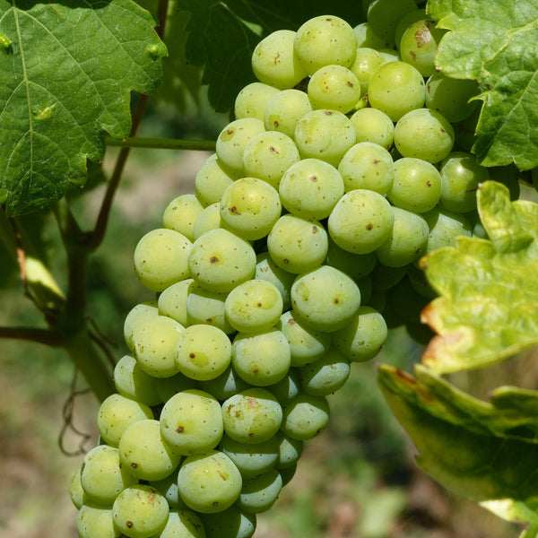 Fiano Grapevines