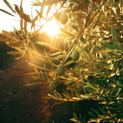 Frantoio Olive Trees