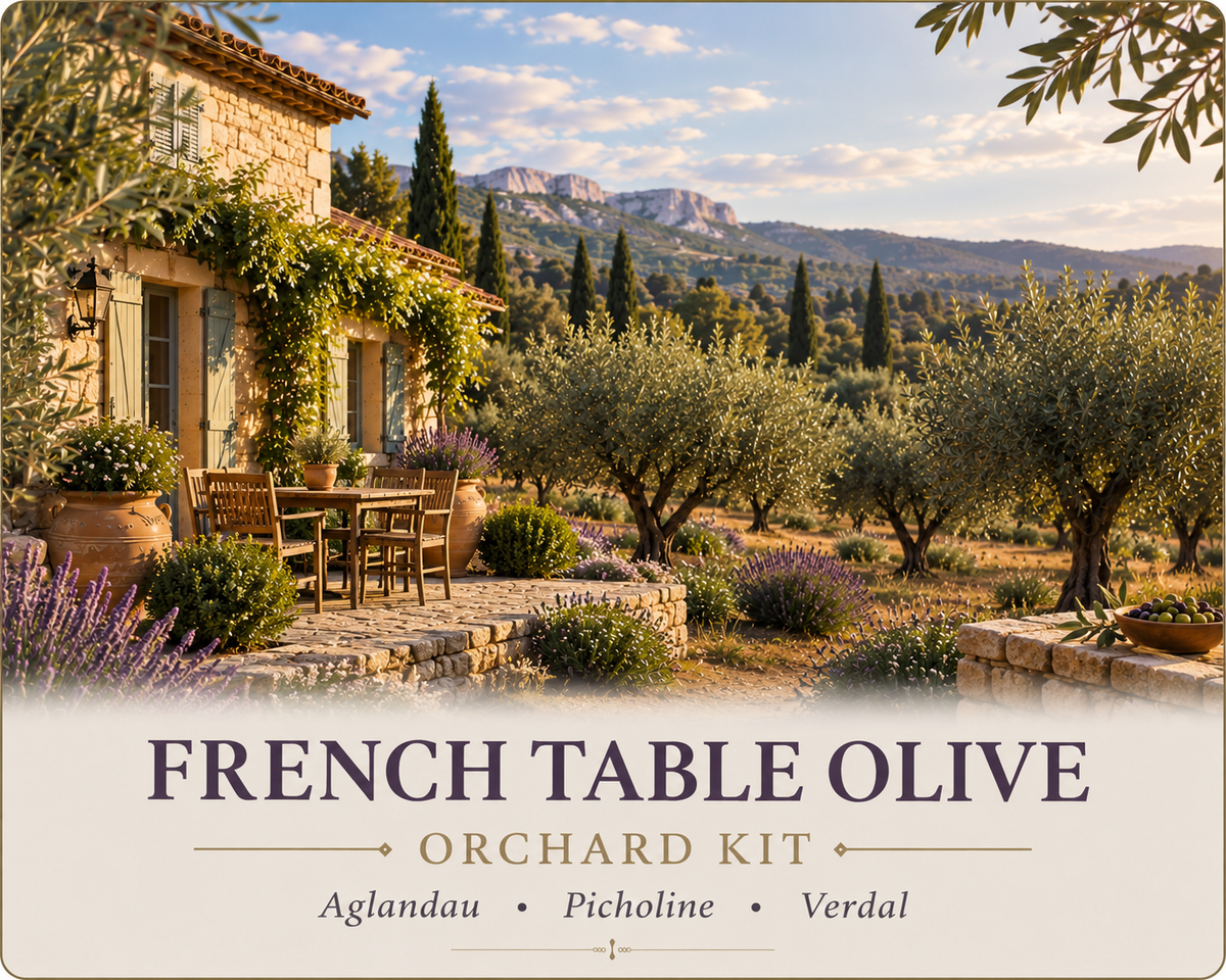 French Table Olive Orchard Kit