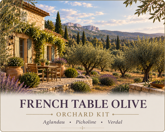 French Table Olive Orchard Kit