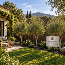 French Olive Oil Orchard Kit