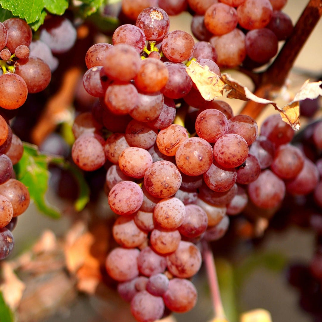 Gewurtraminer grapevines for sale