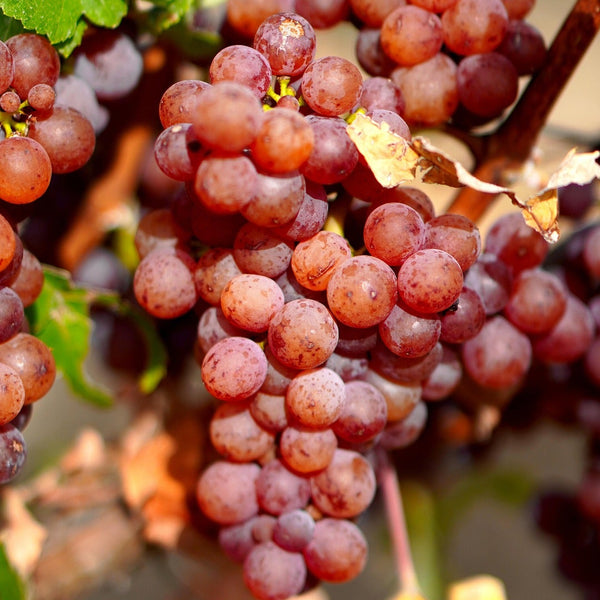Gewurztraminer Grapevines