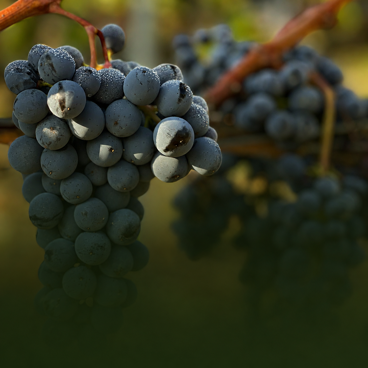 Grapevine varieties