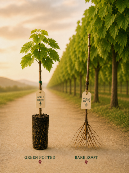 Viognier Grapevines