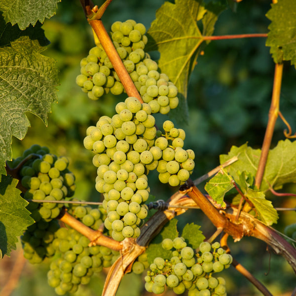Grenache Blanc Grapevines