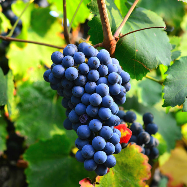 Grenache Noir Grapevines