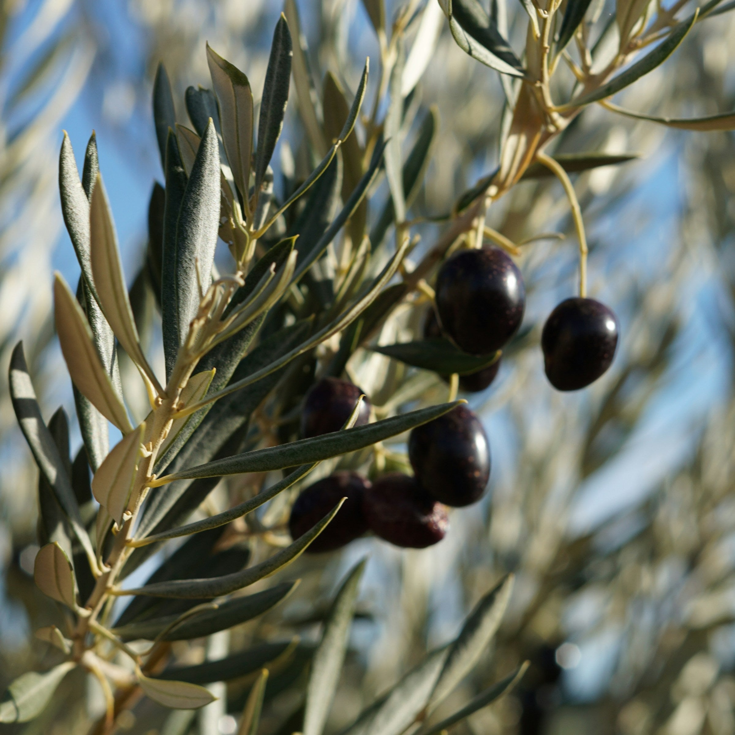 Y.S. OLIVE TREES PARADISE 4/4 ビンテージ【整備品】 Hojiblanca Olive Trees for Sale | Noble Roots Nursery