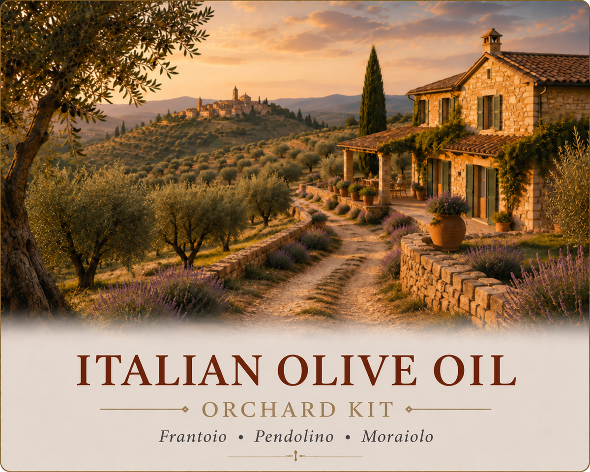 Italian Olive Oil Orchard Kit