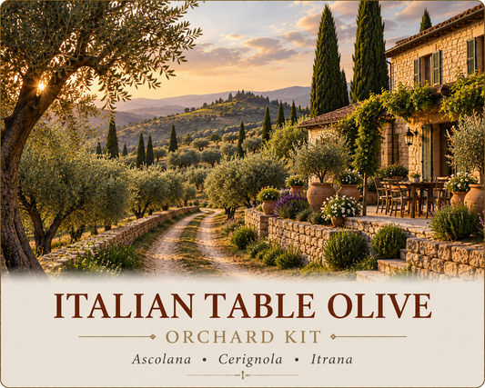 Italian Table Olive Orchard Kit