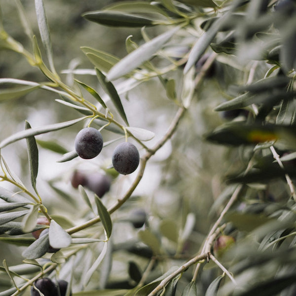 Itrana Olive Trees