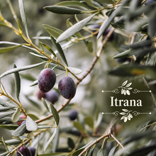 Italian Table Olive Orchard Kit