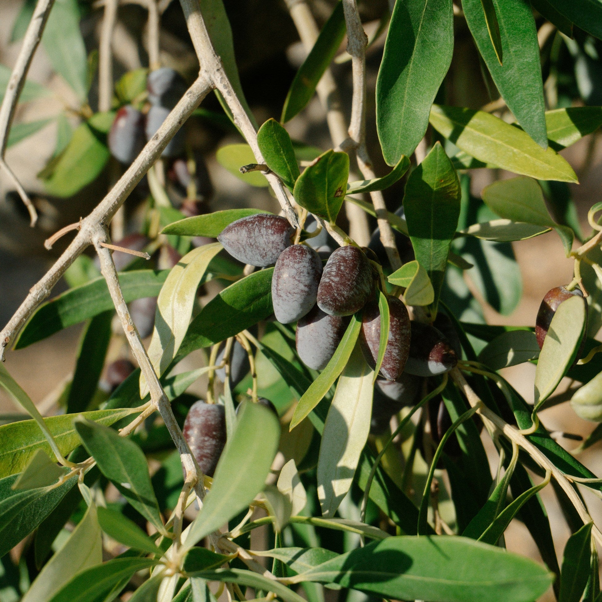 Kalamata olive trees for sale