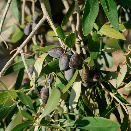 Kalamata olive trees for sale