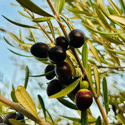 Koroneiki Olive Trees