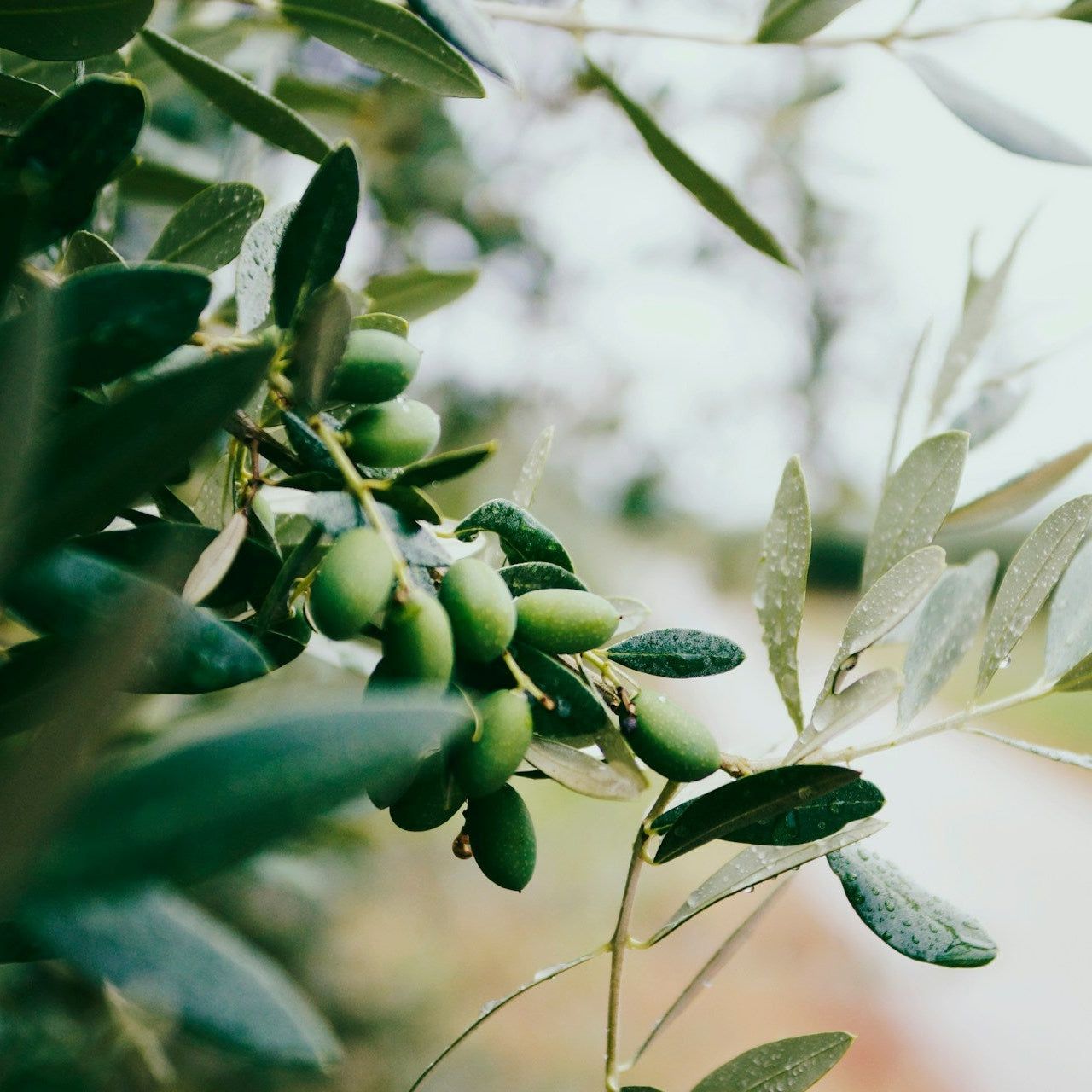 Leccino Olive Tree for sale