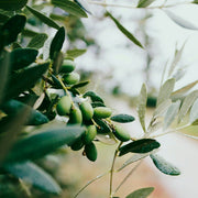 Leccino Olive Trees
