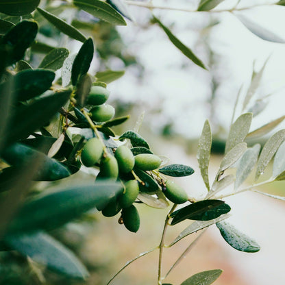 Leccino Olive Tree for sale