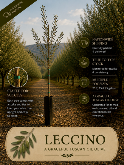 Leccino Olive Trees