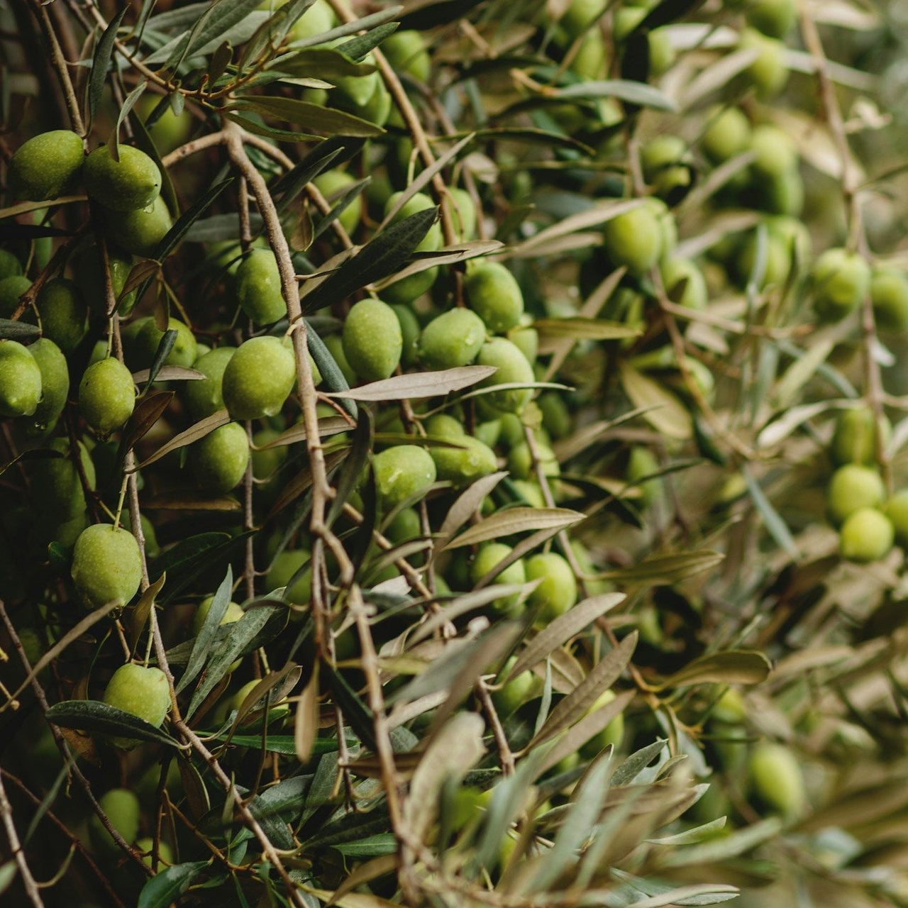 Lechin de Sevilla Olive Tree for sale
