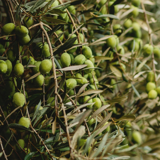 Lechin de Sevilla Olive Tree for sale