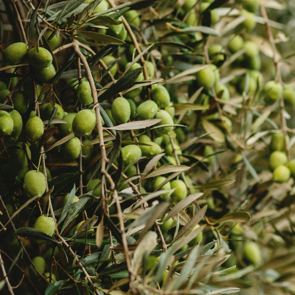 Lechín de Sevilla Olive Tree