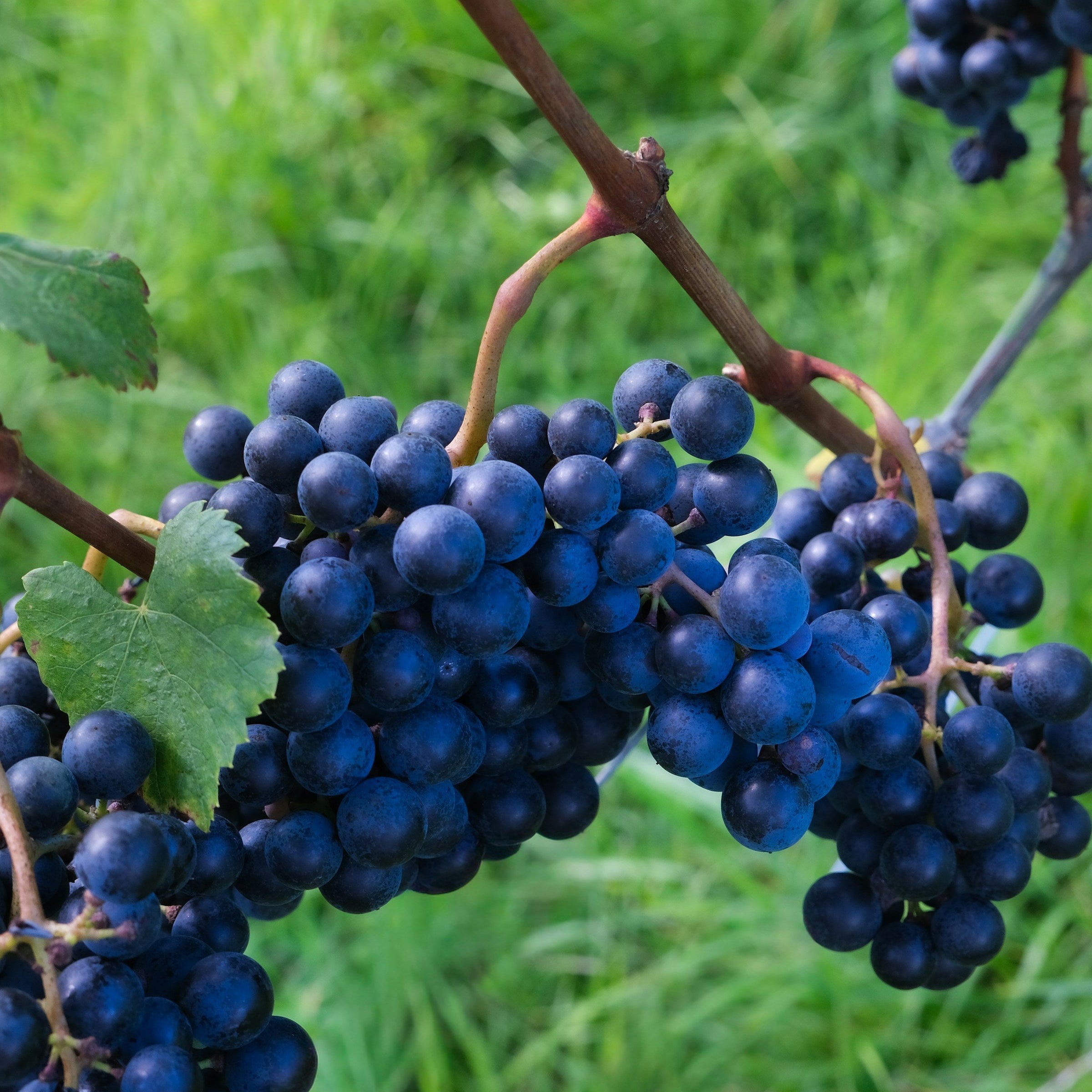 Malbec Grapevines for Sale | Noble Roots Nursery