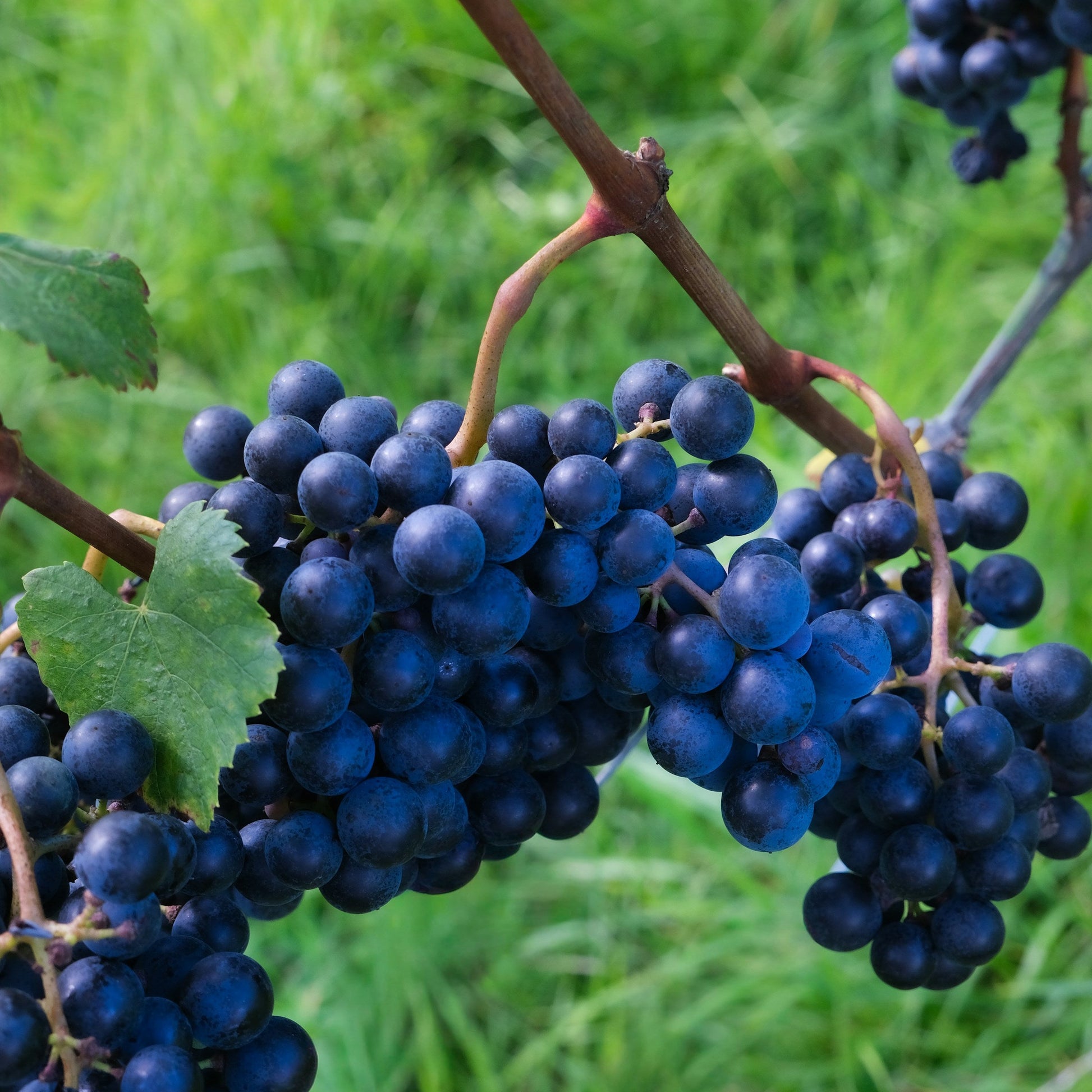Malbec grapevines for sale