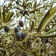 Manzanillo Olive Tree