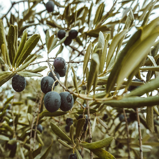 Manzanillo Olive Tree