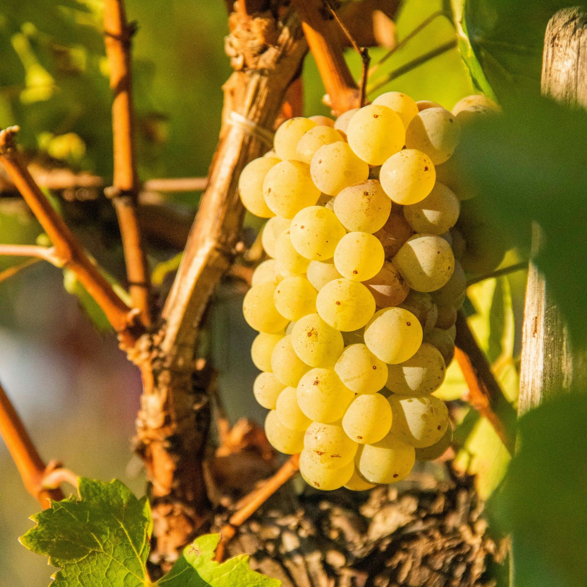 Marsanne grapevines for sale