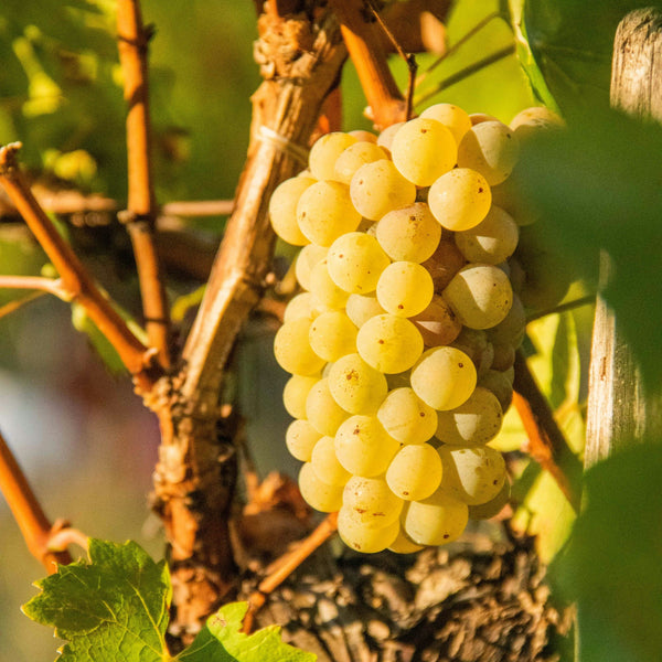 Marsanne Grapevines