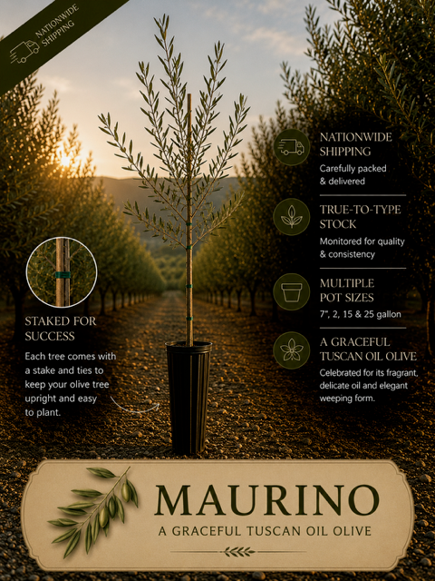 Maurino Olive Trees