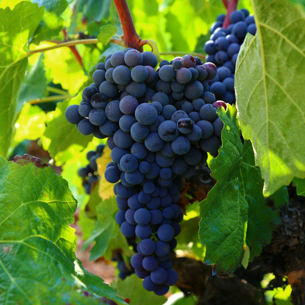 Merlot Grapevines