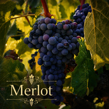 Bordeaux Rouge Vineyard Kit