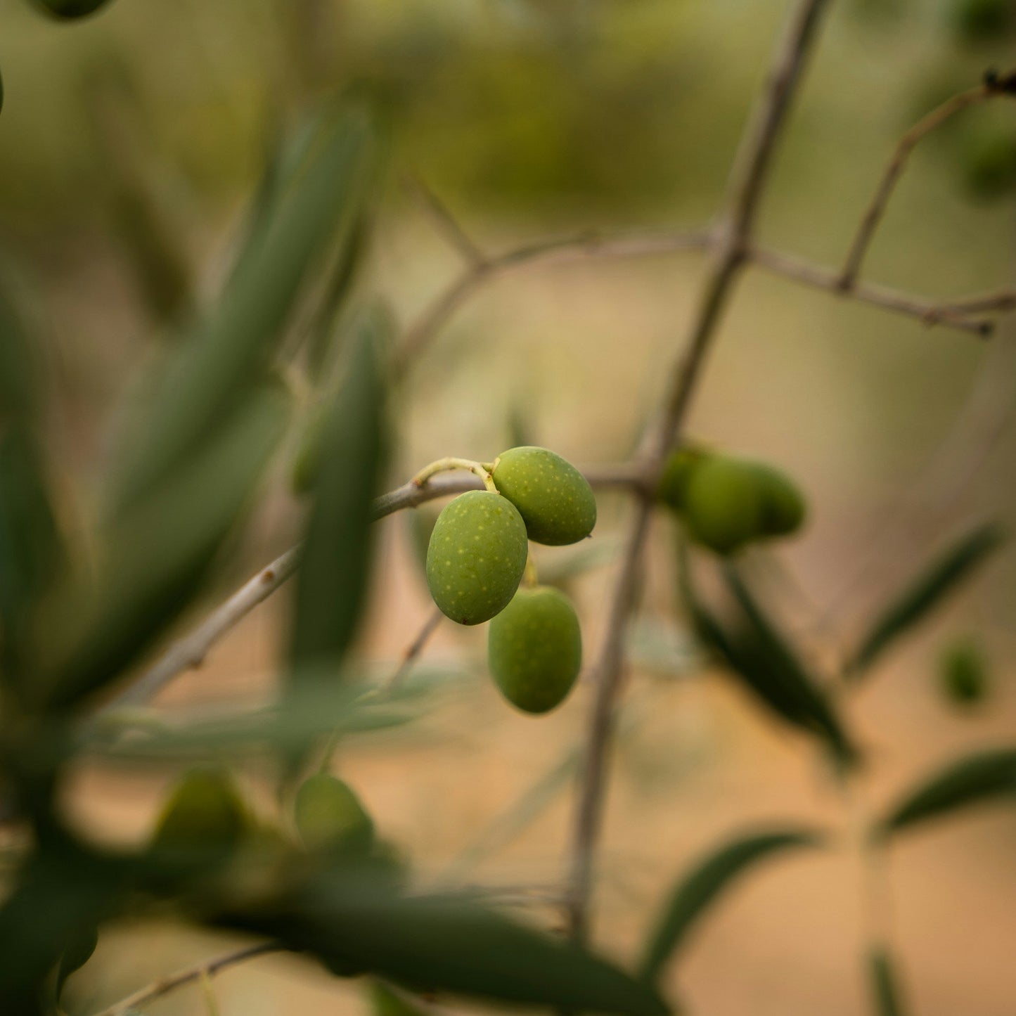 Mission Olive Trees