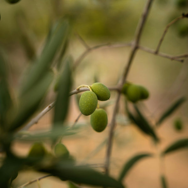 Mission Olive Trees