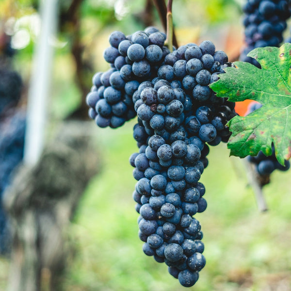 Montepulciano Grapevines