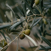 Moraiolo Olive Trees