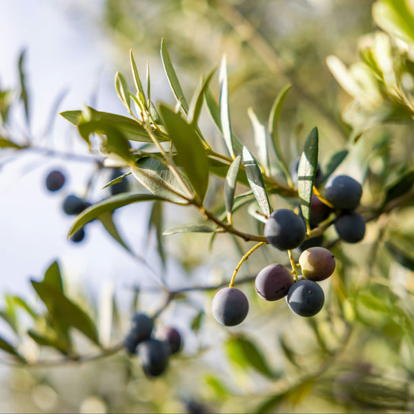 Moraiolo Olive Trees