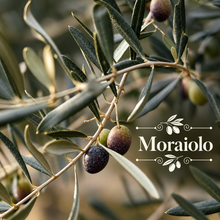 Italian Olive Oil Orchard Kit