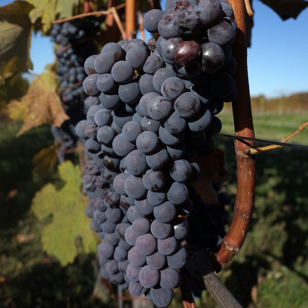 Mourvèdre Grapevines