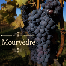 Rhône Rouge Vineyard Kit