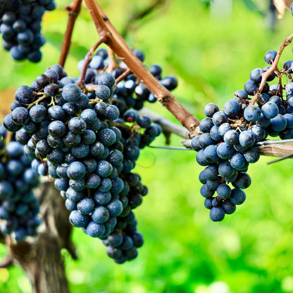 Nebbiolo Grapevines