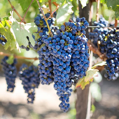 Nero d'Avola grapevines for sale