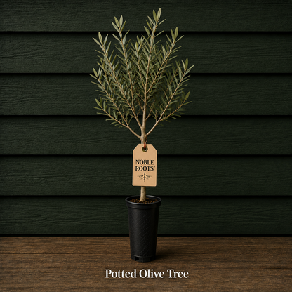 NR Olive Bundle - Tree Only