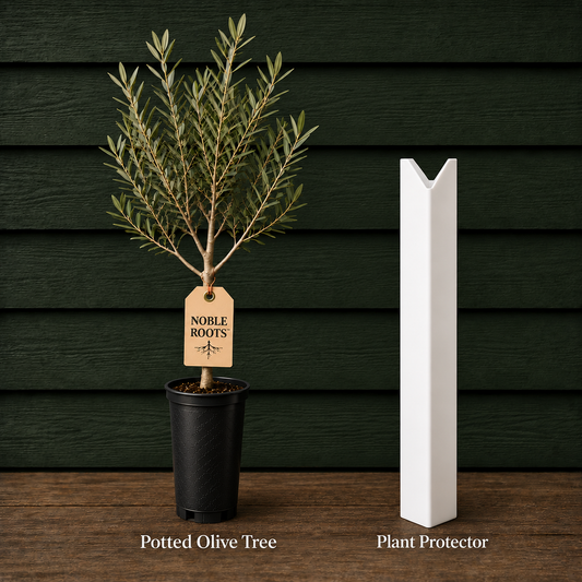 NR Olive Bundle - Tree Only