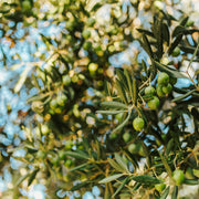 Pendolino Olive Trees