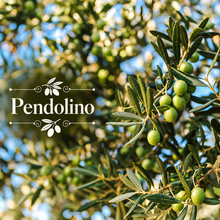 Italian Olive Oil Orchard Kit